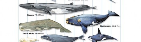 Whale Size Comparison Chart