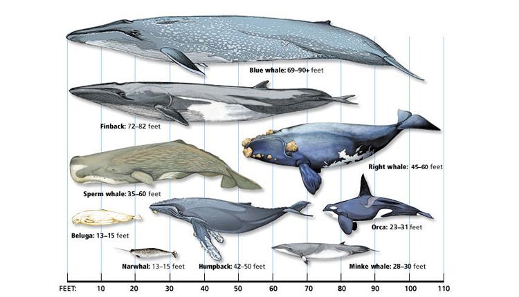 What Is The Biggest Whale A Cetacea Size Comparison Chart What Is The Biggest Whale A Cetacea Size Comparison Chart