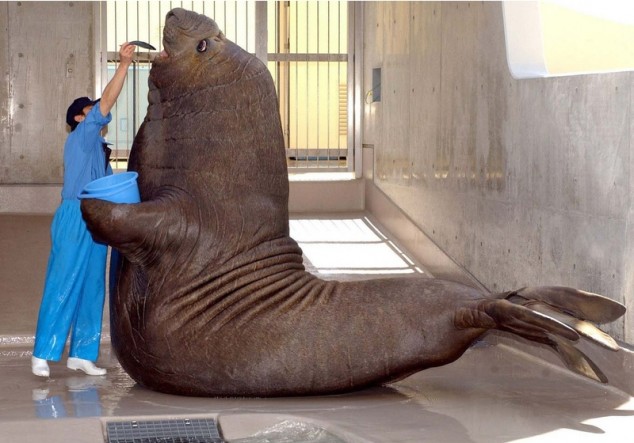 Six Reasons to Supersize | Deep Sea News