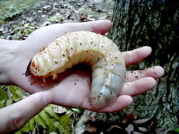 giant hercules beetle