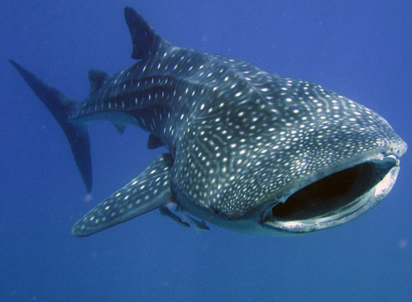 whale_shark2