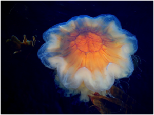 Lion's Head Jellyfish. Source: Wikimedia commons