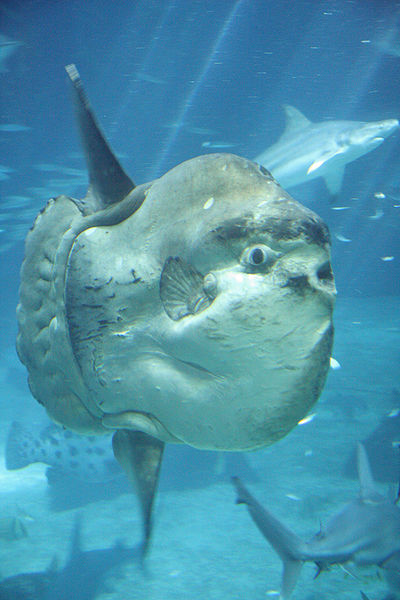 No wonder the Romans thought it looked like a big dumb rock. Source: Wikimedia Commons