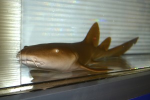 Nurse Shark - a buccal ventilator. 