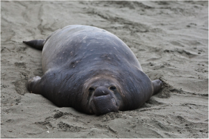 Jelly-belly seems appropriate. From Flickr mikebaird