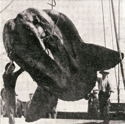 Whoa. Creds: http://australianmuseum.net.au/