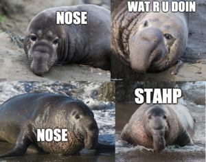 Poor male elephant seals. Cant stop the course of nature. (Flickr mikebaird and chuq_ui)