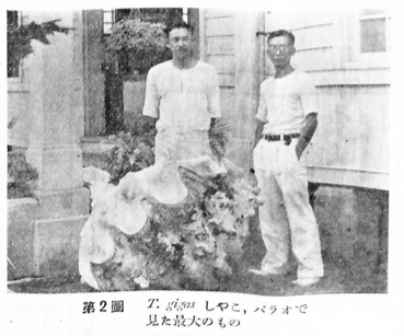 This giant clam, found in Palau, was 3.7 feet (114 centimeters) long. (Yonge, 1936).